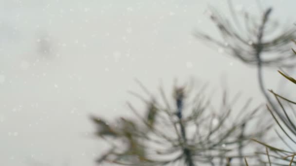 Kerst Winter Scène Van Pine Tree Bladeren Rode Xmas Bauble — Stockvideo