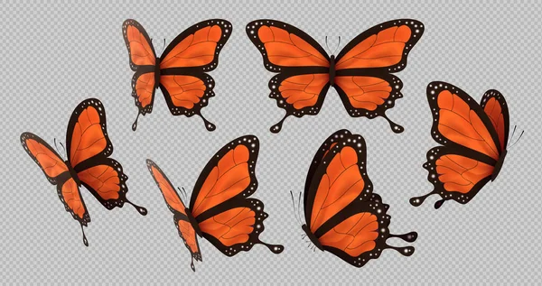 Papillon monarque orange mis fond isolé — Image vectorielle