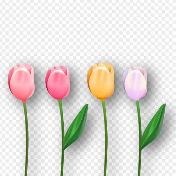 Rosa 3D isolierte Tulpe Frühling Blume Set — Stockvektor