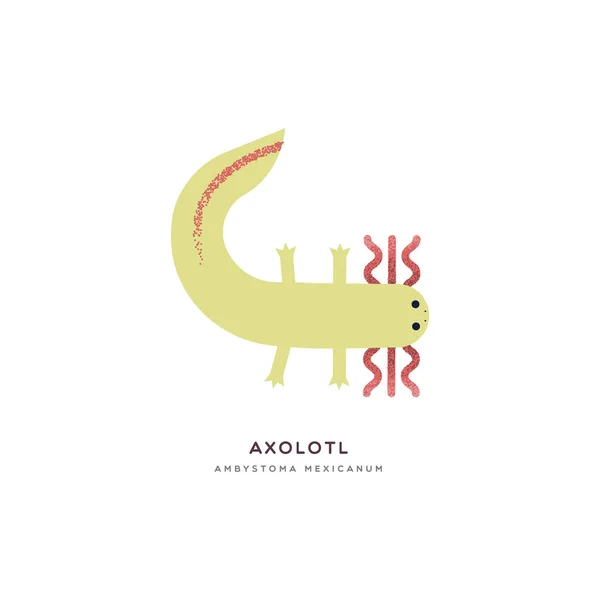 Mexican axolotl isolated animal cartoon — Stock Vector