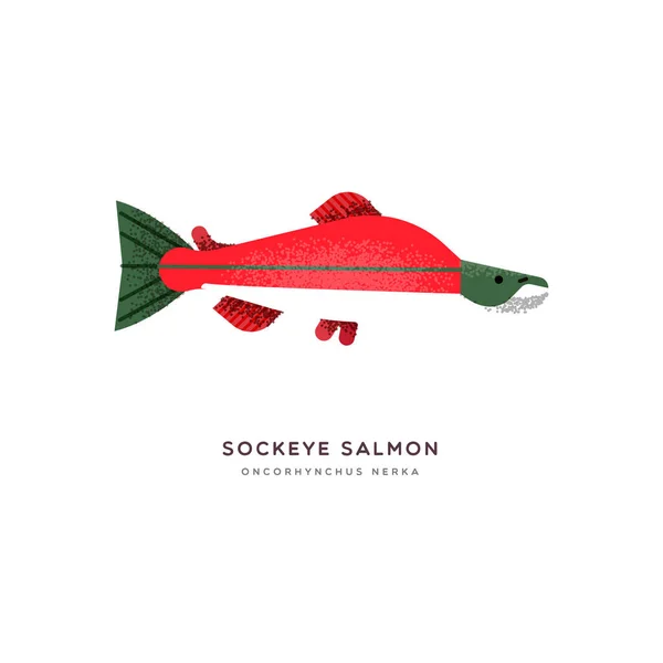 Red sockeye salmón pescado animales dibujos animados aislados — Vector de stock