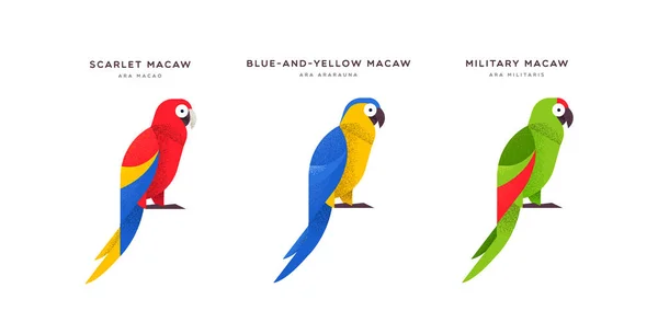Macaw parrot bird isolated animal cartoon set — Stock Vector