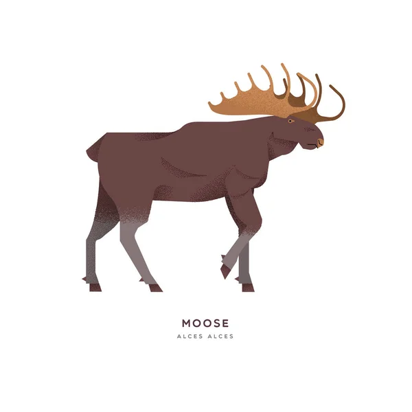 Wild moose elk isolated animal cartoon — Stock Vector