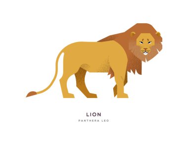 İzole edilmiş arka planda vahşi Afrika aslanı.