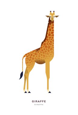Afrika zürafası vahşi hayvanat bahçesi ya da safari hayvanı izole edilmiş. 