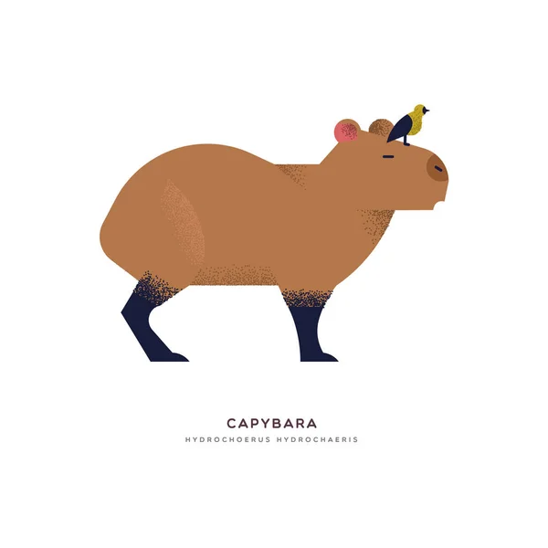 Capybara wild animal on isolated background — Stock Vector