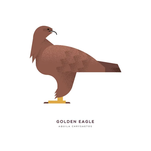 Golden eagle wild animal on isolated background — Stock Vector