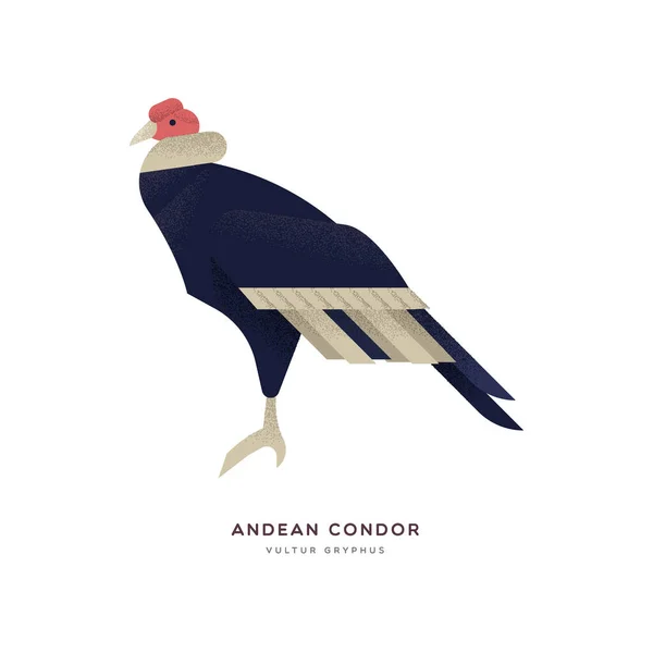 Condor andino uccello isolato animale selvatico zoo — Vettoriale Stock