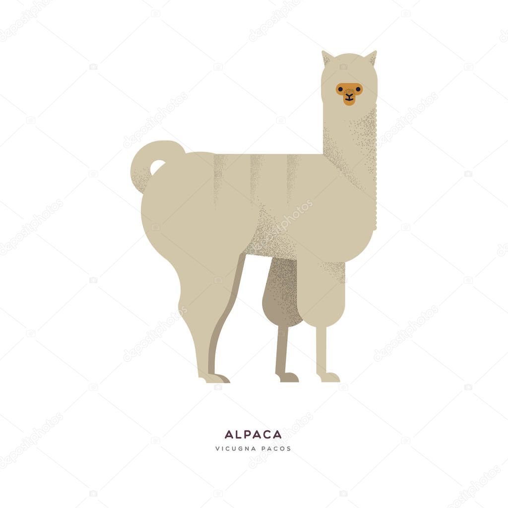 Alpaca wild zoo animal on isolated background