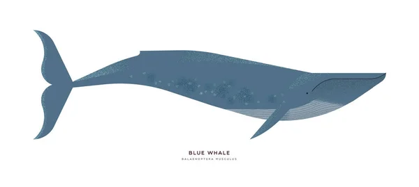 Desenhos animados de animais baleia azul em fundo isolado — Vetor de Stock