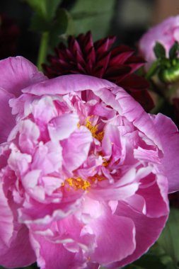 Pembe peonie çiçek yeşil yaprakları ile çevrili closeup
