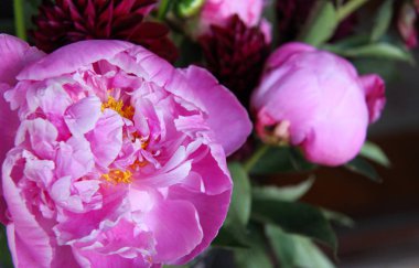 Pembe peonie çiçek yeşil yaprakları ile çevrili closeup