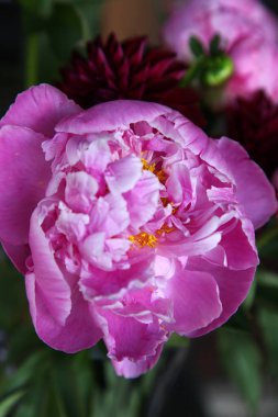 Pembe peonie çiçek yeşil yaprakları ile çevrili closeup