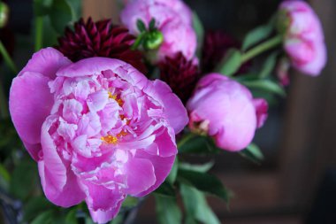 Pembe peonie çiçek yeşil yaprakları ile çevrili closeup