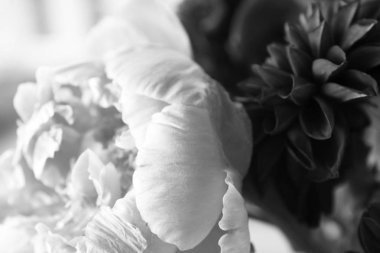 Pembe peonie çiçek yeşil yaprakları ile çevrili closeup