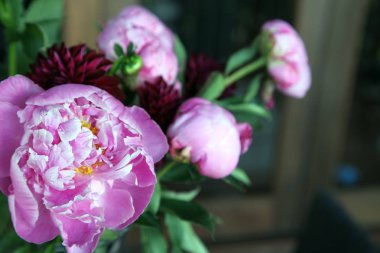 Pembe peonie çiçek yeşil yaprakları ile çevrili closeup