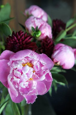 Pembe peonie çiçek yeşil yaprakları ile çevrili closeup