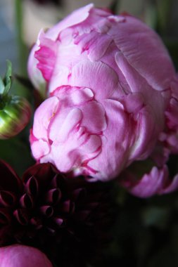 Pembe peonie çiçek yeşil yaprakları ile çevrili closeup