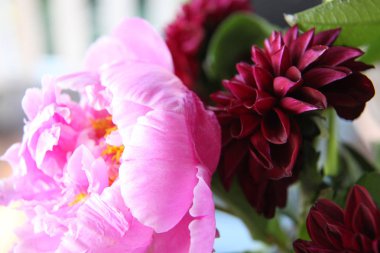 Pembe peonie çiçek yeşil yaprakları ile çevrili closeup