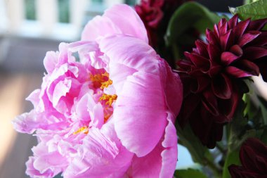 Pembe peonie çiçek yeşil yaprakları ile çevrili closeup
