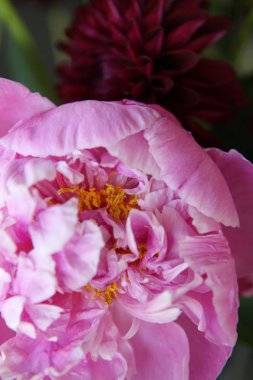 Pembe peonie çiçek yeşil yaprakları ile çevrili closeup