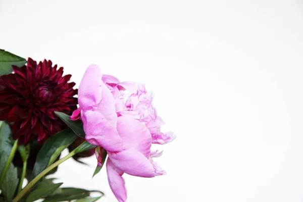 Nahaufnahme Einer Rosa Pfingstrosenblüte Umgeben Von Grünen Blättern — Stockfoto