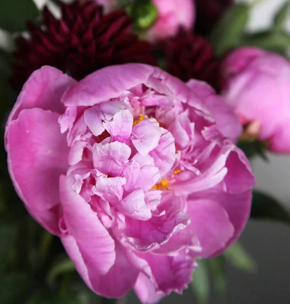 Pembe peonie çiçek yeşil yaprakları ile çevrili closeup