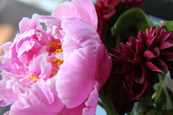 Pembe peonie çiçek yeşil yaprakları ile çevrili closeup
