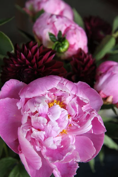 Pembe peonie çiçek yeşil yaprakları ile çevrili closeup