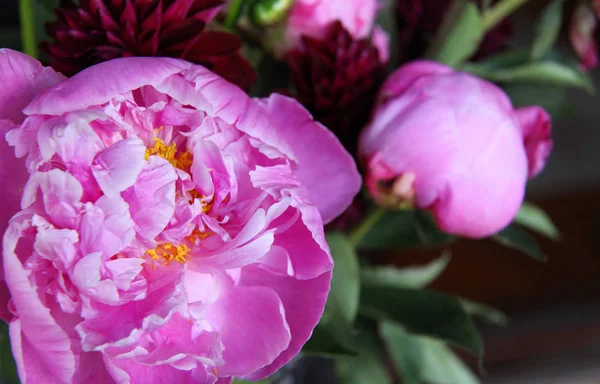 Pembe peonie çiçek yeşil yaprakları ile çevrili closeup