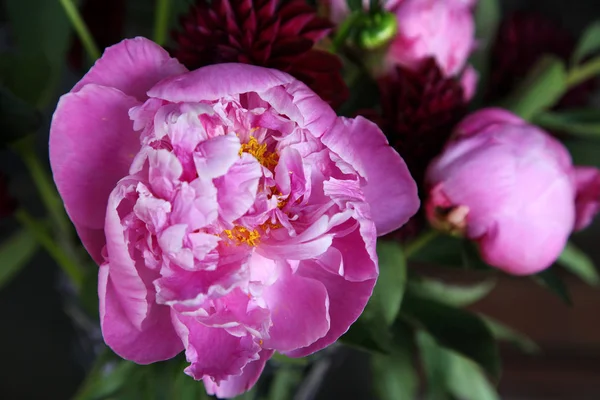 Pembe peonie çiçek yeşil yaprakları ile çevrili closeup