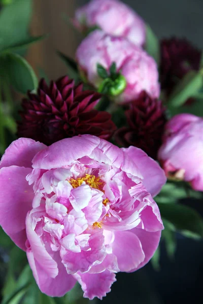 Pembe peonie çiçek yeşil yaprakları ile çevrili closeup