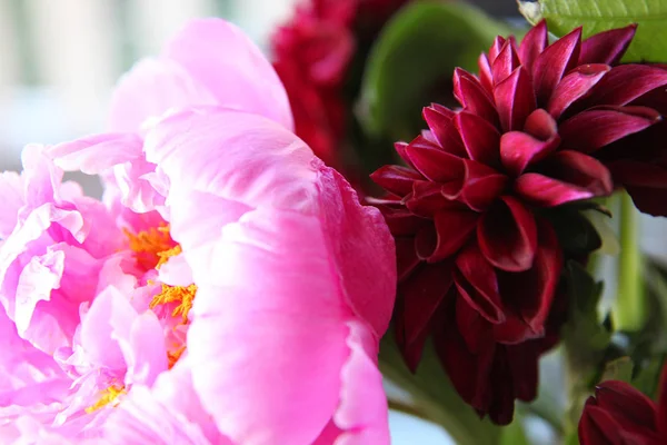Pembe peonie çiçek yeşil yaprakları ile çevrili closeup