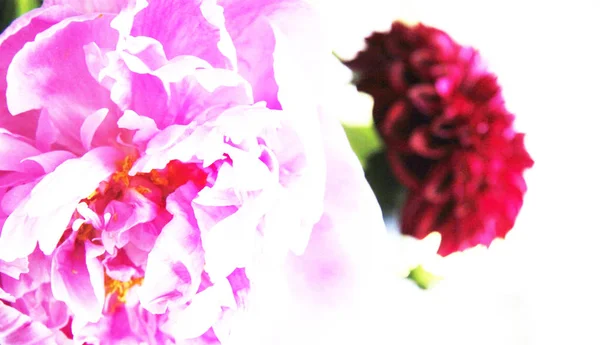 Closeup Pink Peonie Flower Surrounded Green Leaves — Stock Photo, Image