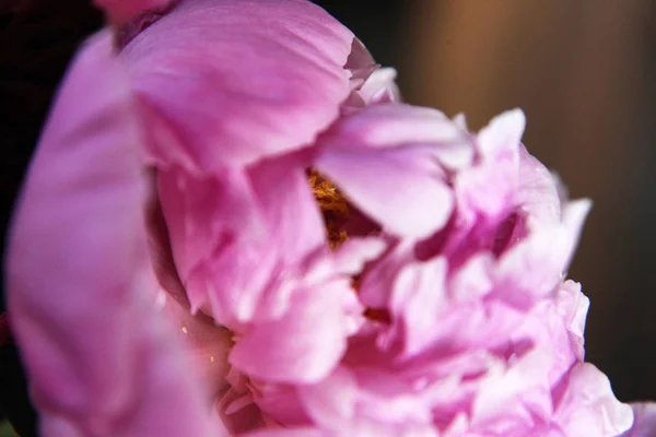 粉红色 Peonie 花的特写 四周都是绿叶 — 图库照片