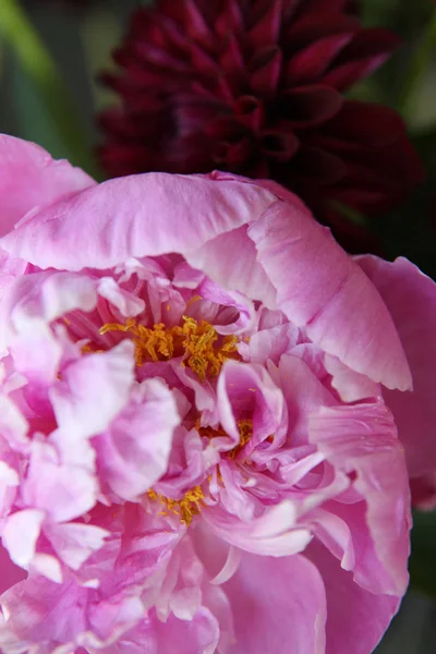Крупним Планом Рожева Квітка Піоні Оточенні Зеленого Листя — стокове фото
