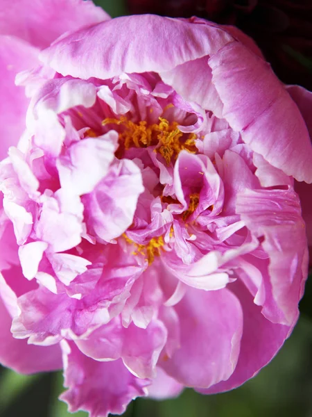 Pembe peonie çiçek yeşil yaprakları ile çevrili closeup
