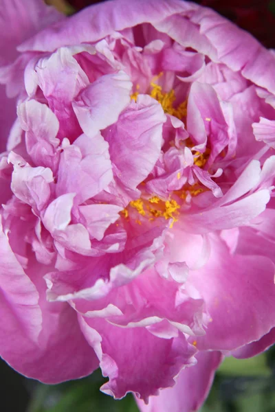 Pembe peonie çiçek yeşil yaprakları ile çevrili closeup