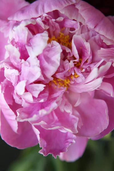 Pembe peonie çiçek yeşil yaprakları ile çevrili closeup