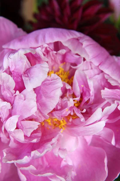 Pembe peonie çiçek yeşil yaprakları ile çevrili closeup