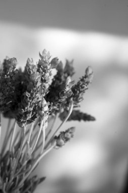 Güzel mor lavanta çiçekleri yeşil yaprakları tarafından çevrili closeup