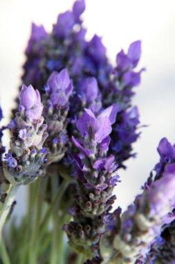 Güzel mor lavanta çiçekleri yeşil yaprakları tarafından çevrili closeup