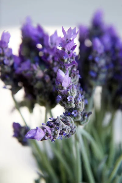 Primer Plano Hermosas Flores Lavanda Púrpura Rodeadas Hojas Verdes — Foto de Stock