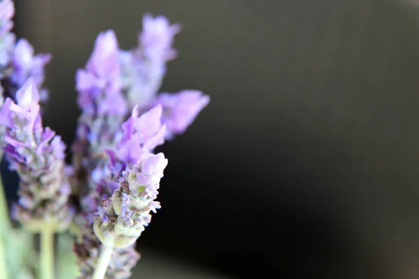 Nahaufnahme Schöner Lila Lavendelblüten Umgeben Von Grünen Blättern — Stockfoto