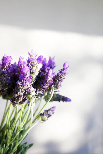 Close Van Prachtige Paarse Lavendel Bloemen Omgeven Door Groene Bladeren — Stockfoto
