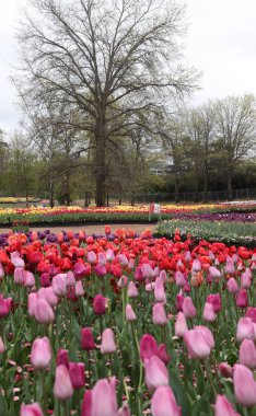 Lale Floriade, Canberra renklere çeşitli güzel görüntü