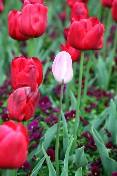 Linda Exibição Tulipas Uma Variedade Cores Floriade Canberra — Fotografia de Stock