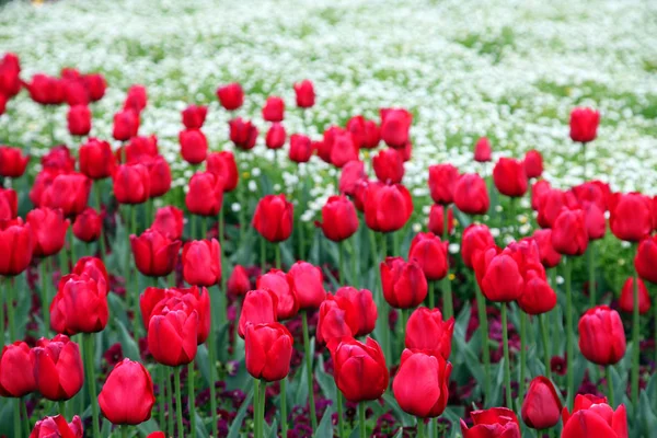 Piękny Pokaz Tulipany Różnych Kolorach Floriade Canberra — Zdjęcie stockowe