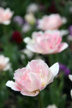 Lale Floriade, Canberra renklere çeşitli güzel görüntü