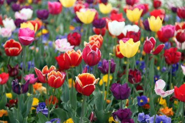 Lale Floriade, Canberra renklere çeşitli güzel görüntü